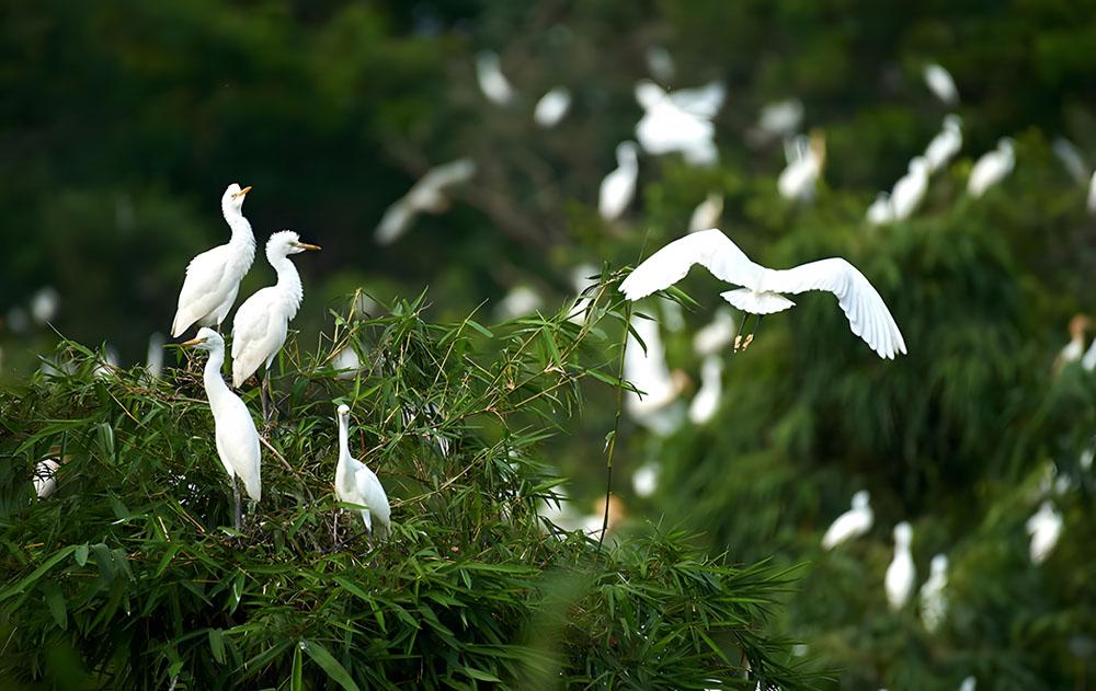 Nhìn trực tiếp đa dạng các loài cò khác nhau