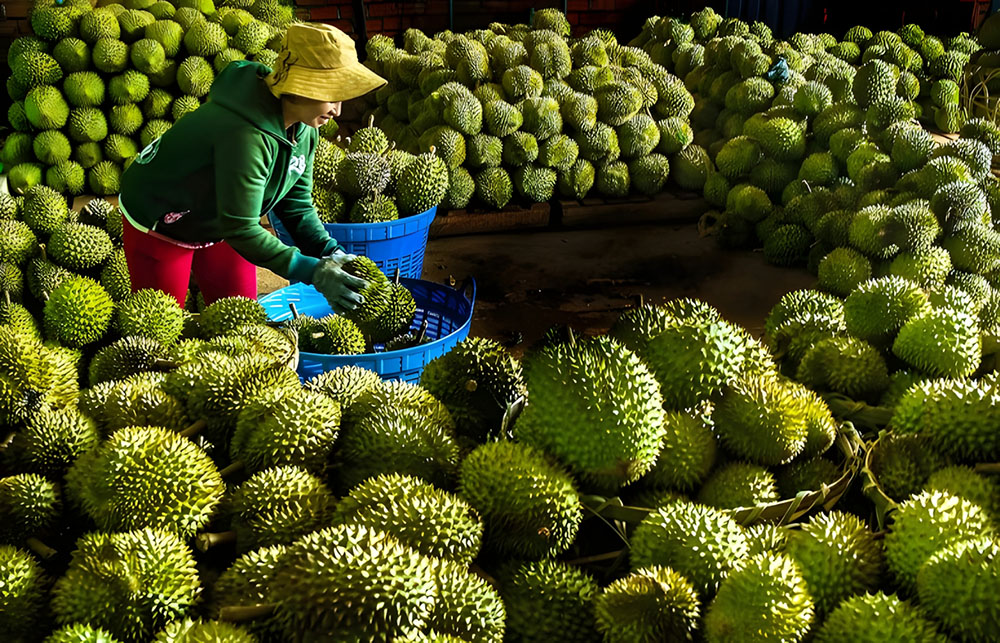 Sầu riêng