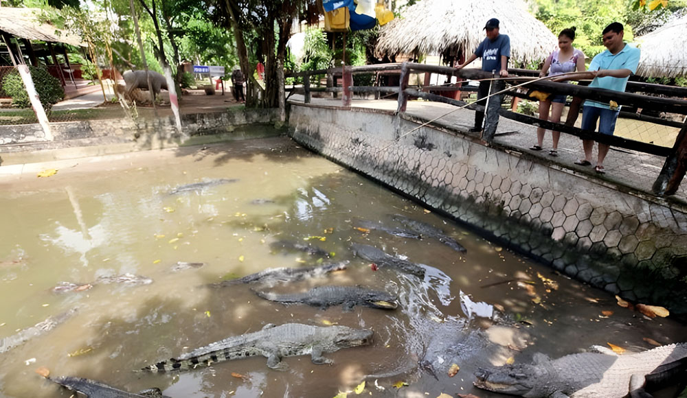 Trải nghiệm câu cá sấu